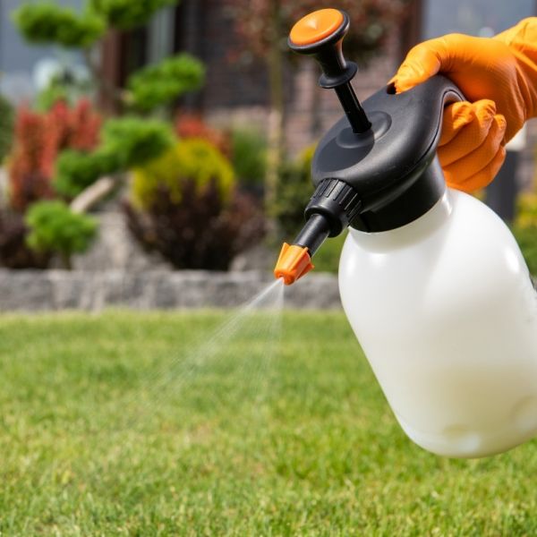 Ефективна боротьба з комахами у саду: поради, інструменти та засоби